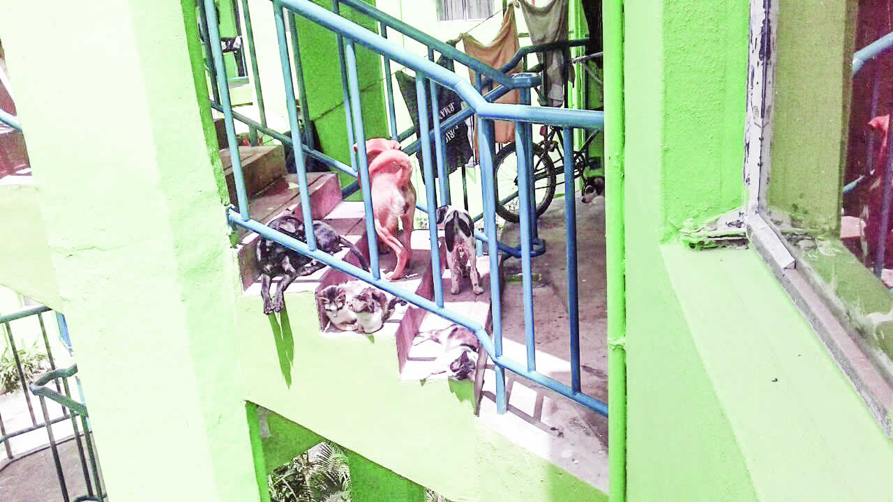 chiens dans les escaliers du complexe NHDC