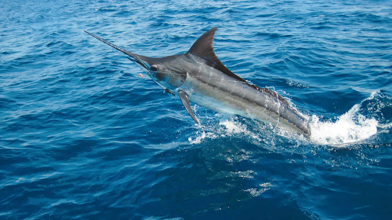 Les gros poissons trouvés dans les eaux mauriciennes