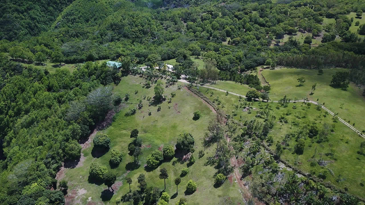 Lavilleon Natural Forest