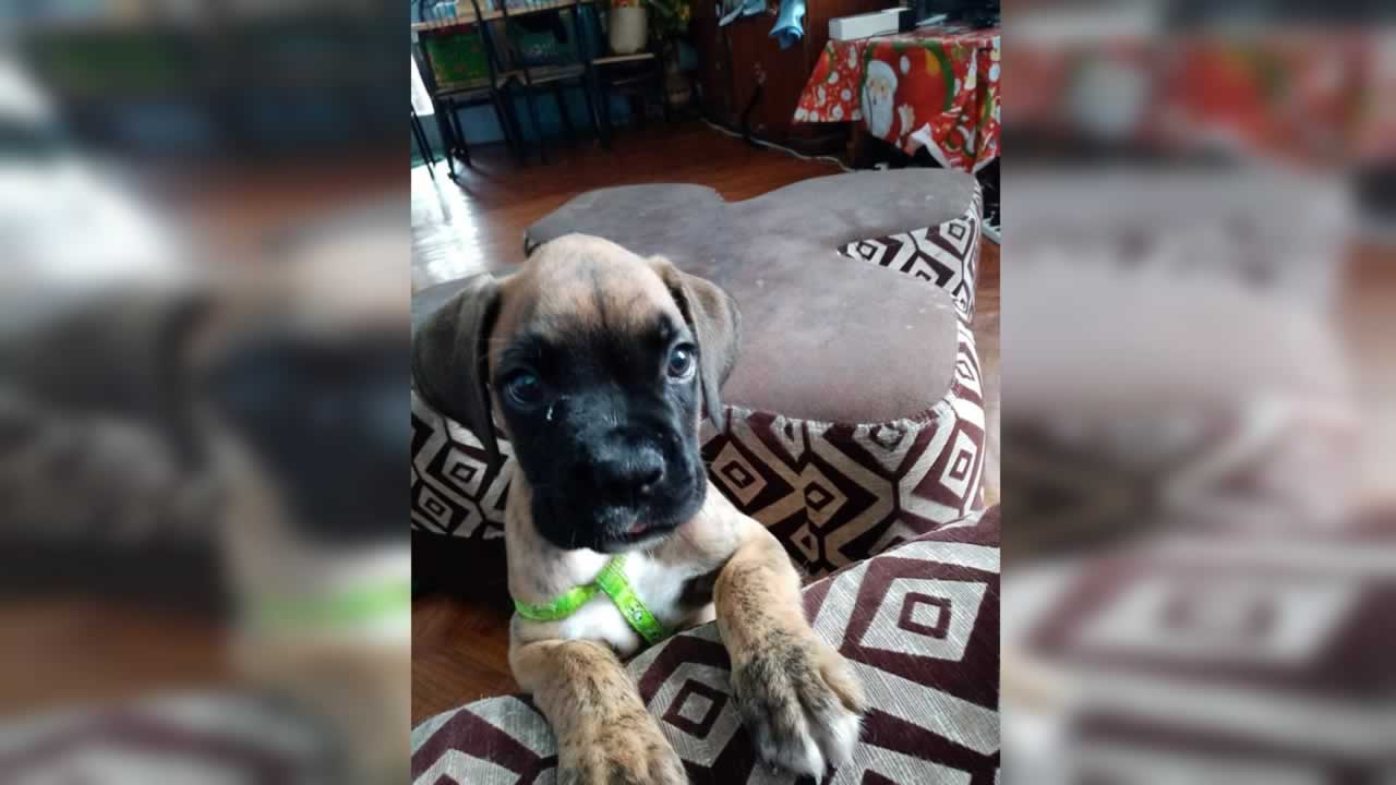 Enzo, cinq mois, a été retrouvé par la police.