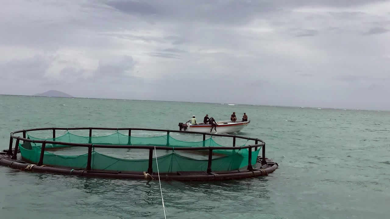 ferme aquacole de Grand-Gaube