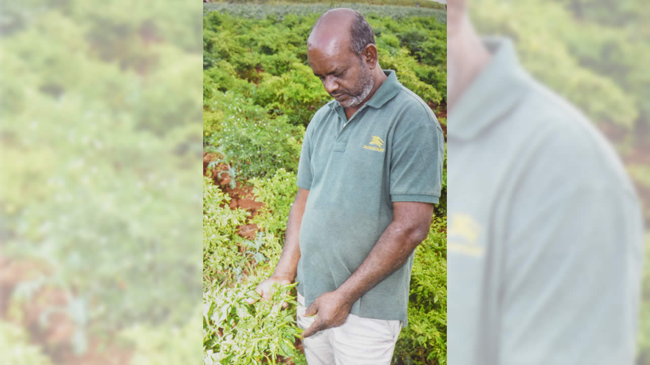 Saïd Bundhoo : producteur de piments