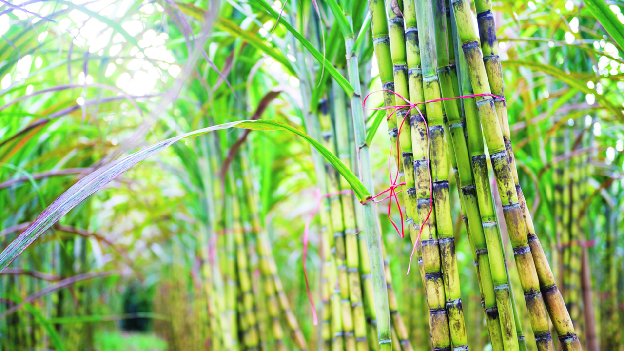 sugar cane