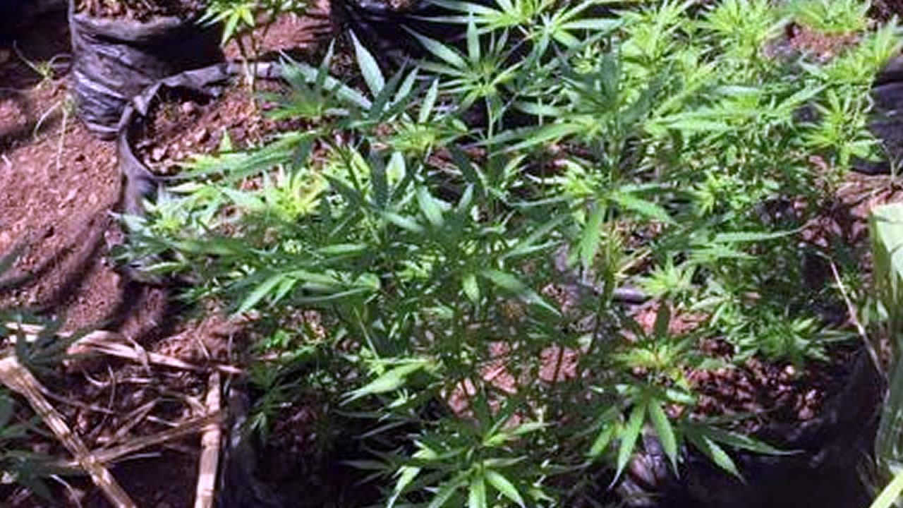 cannabis