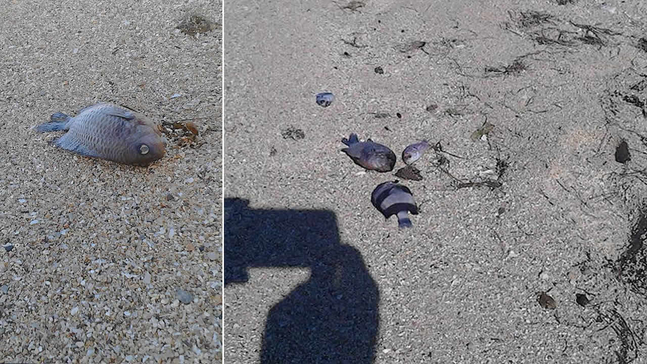 Des poissons morts échoués sur la plage à Pomponette.
