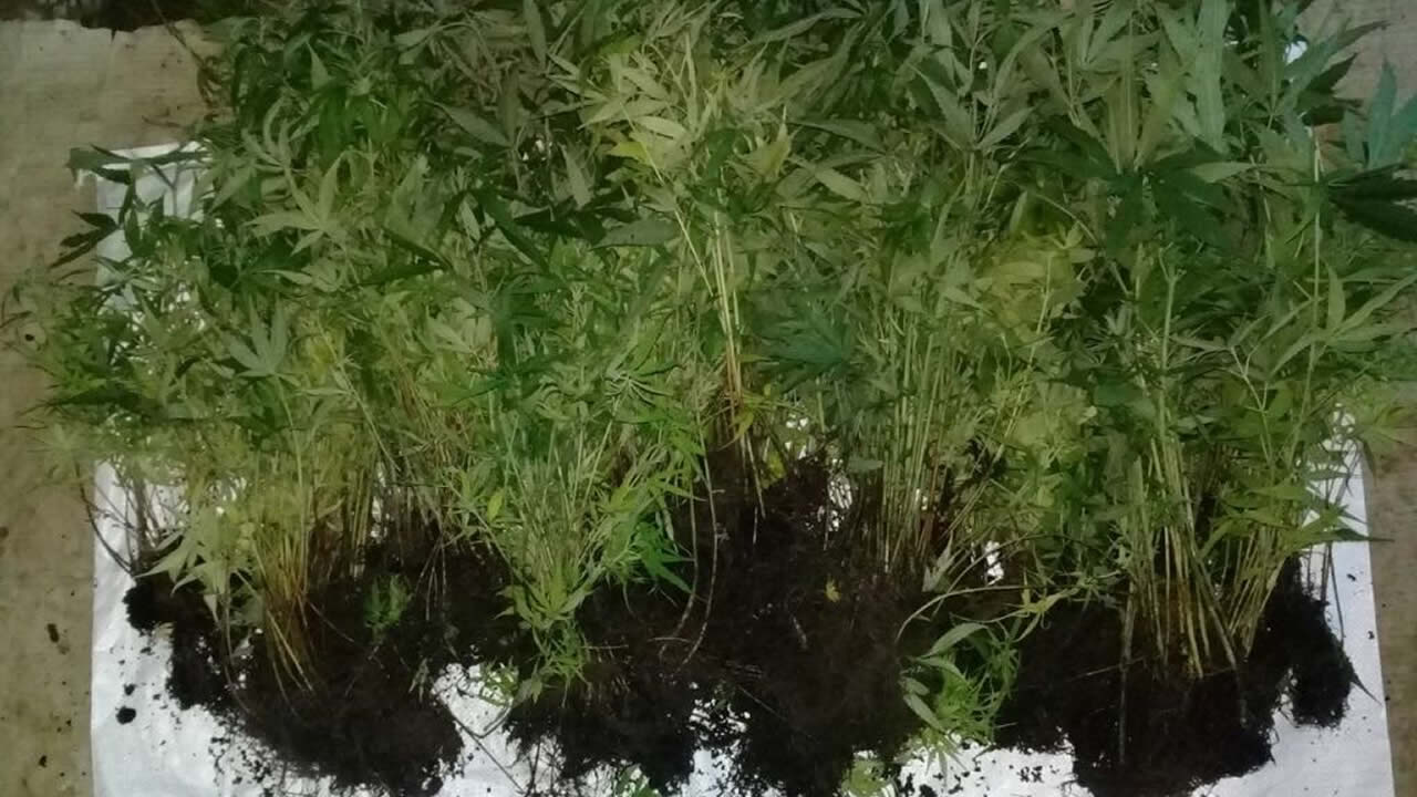 Les plants de gandia saisis par l’Adsu ont été détruits.