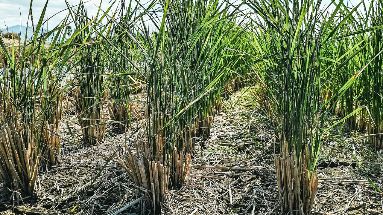 La Mauritius Cane Industry Authority a perdu son affaire devant l’IRP.