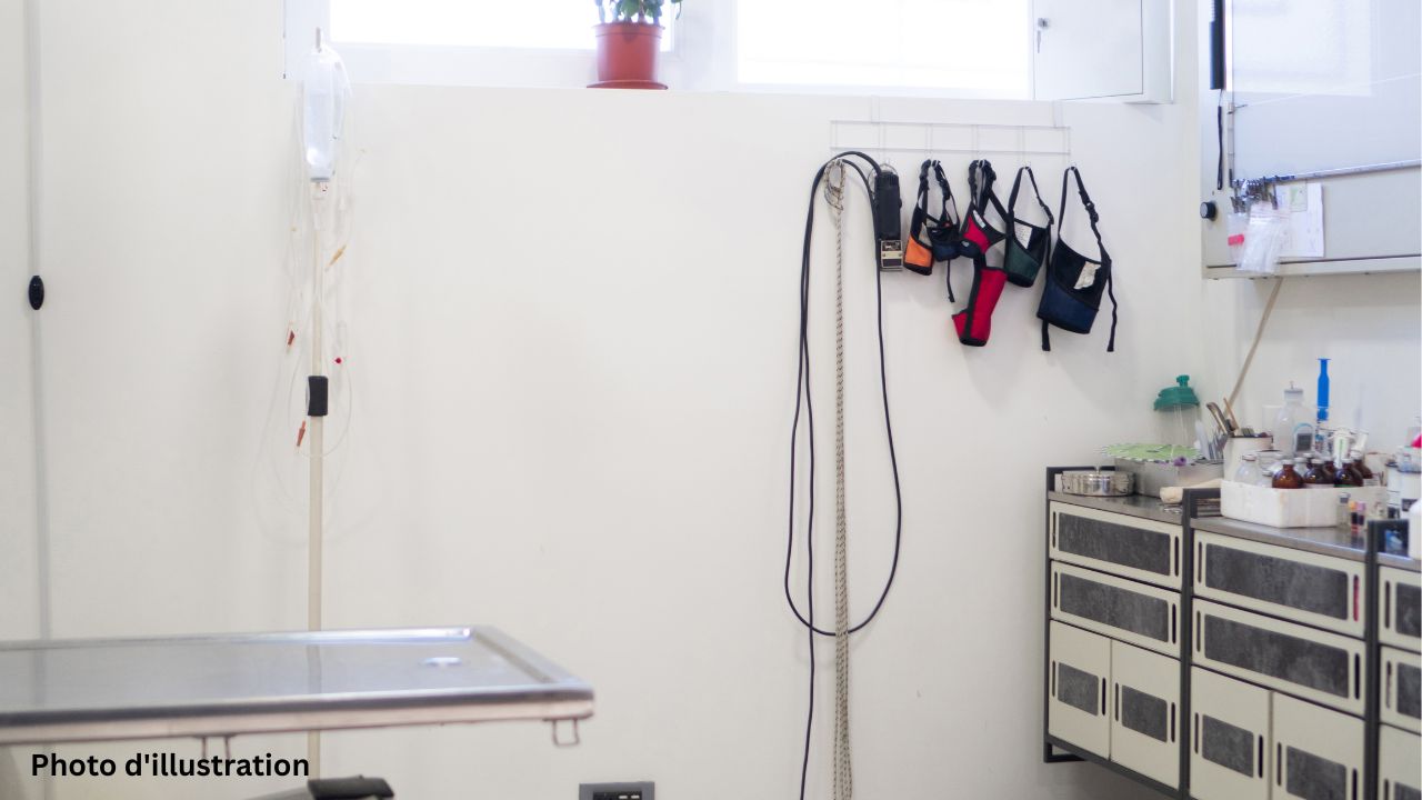 veterinaire-30122025