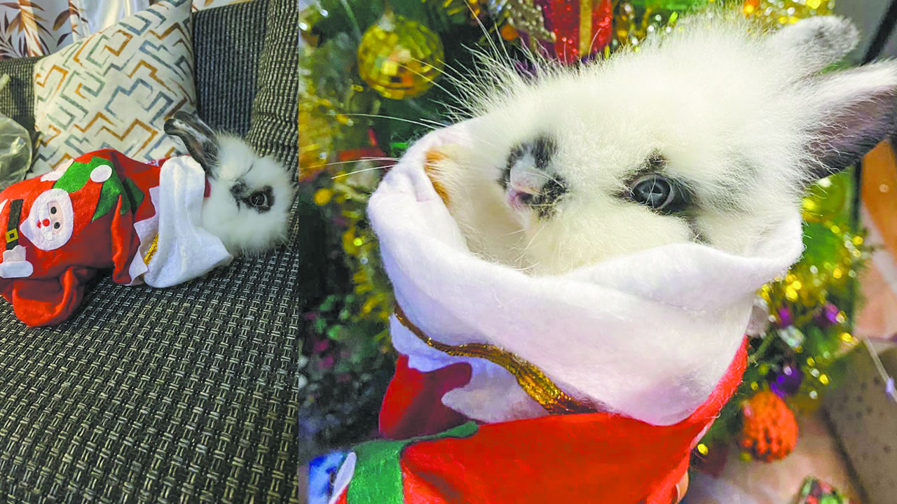 Noël prolongé : la leçon de bonheur de nos amis les animaux