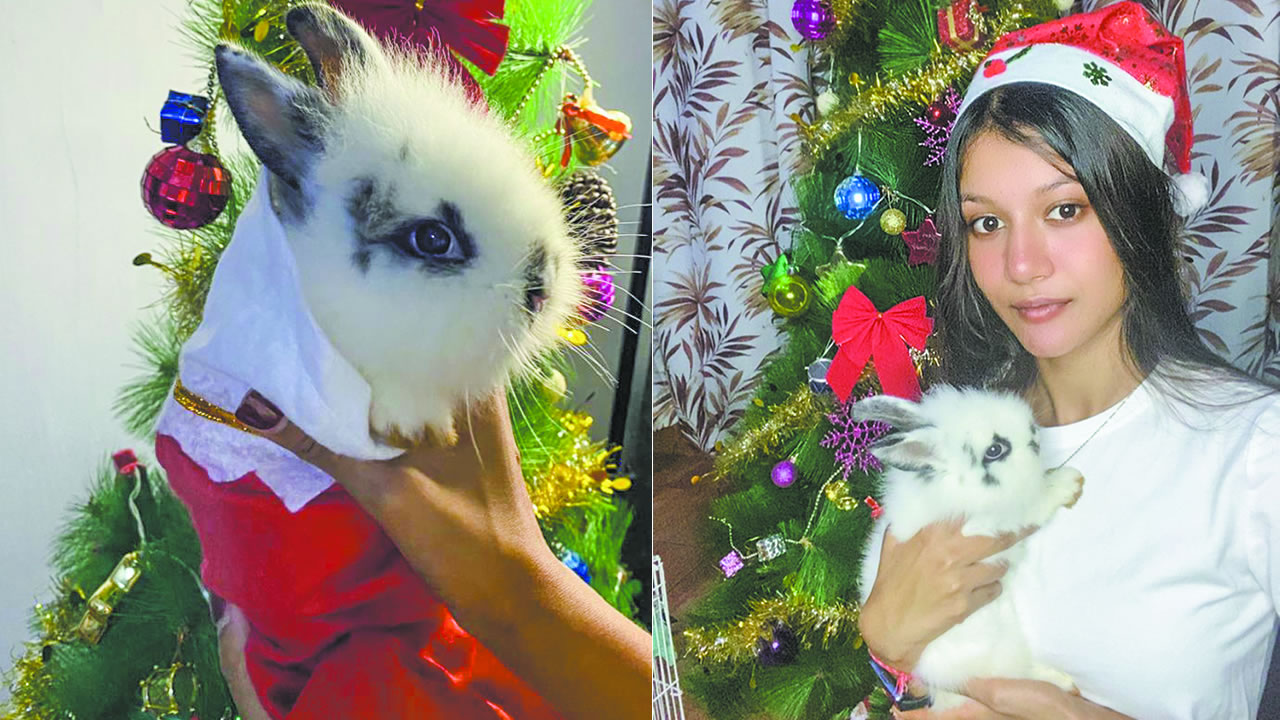 Noël prolongé : la leçon de bonheur de nos amis les animaux