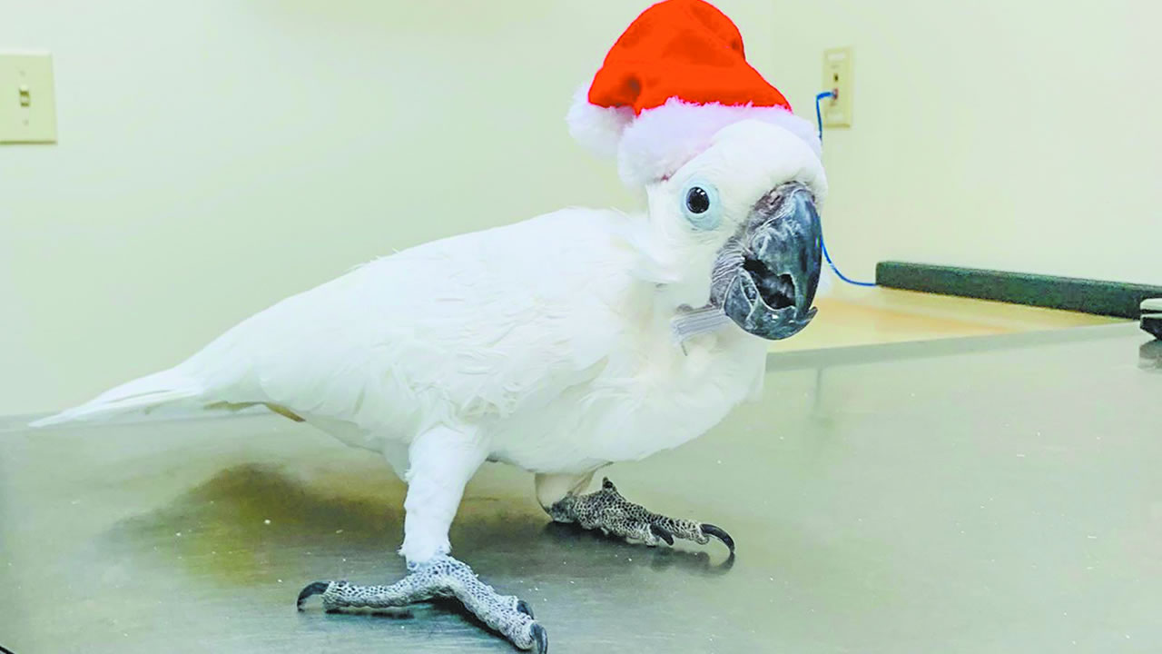 Noël prolongé : la leçon de bonheur de nos amis les animaux