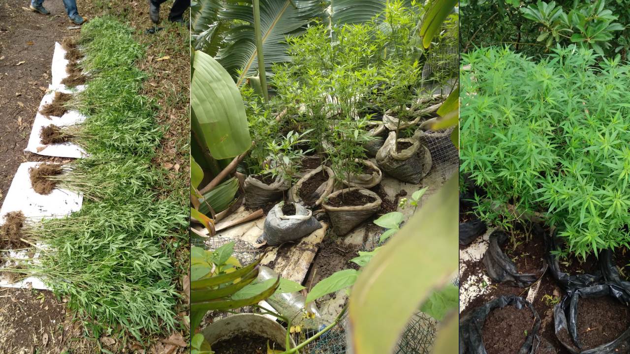 Choisy, Baie-du-Cap : 198 plants de cannabis déracinés lors d’une opération de l’ERS