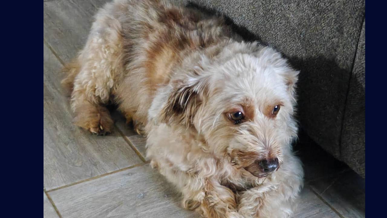 Leur Griffon s’est enfui, terrifié par les pétarades du Nouvel An : «Il était comme notre enfant… Notre fils est dévasté»