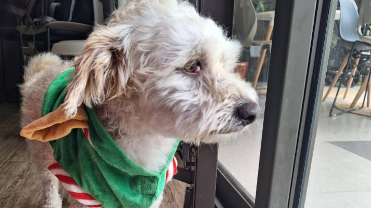 Albion : Lucky, un griffon de 5 ans, porté disparu