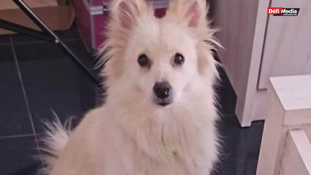 Goodlands : appel à l'aide pour retrouver Snowy