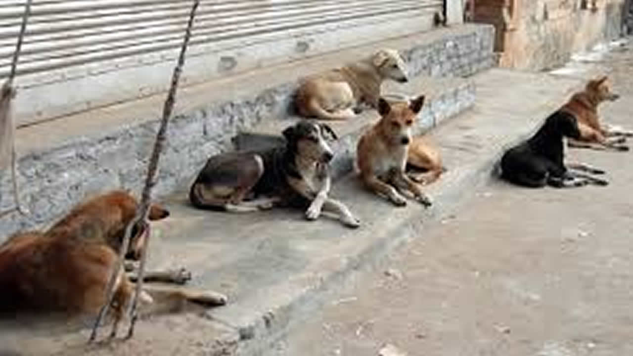 Le quotidien des habitants est perturbé par des chiens. 	