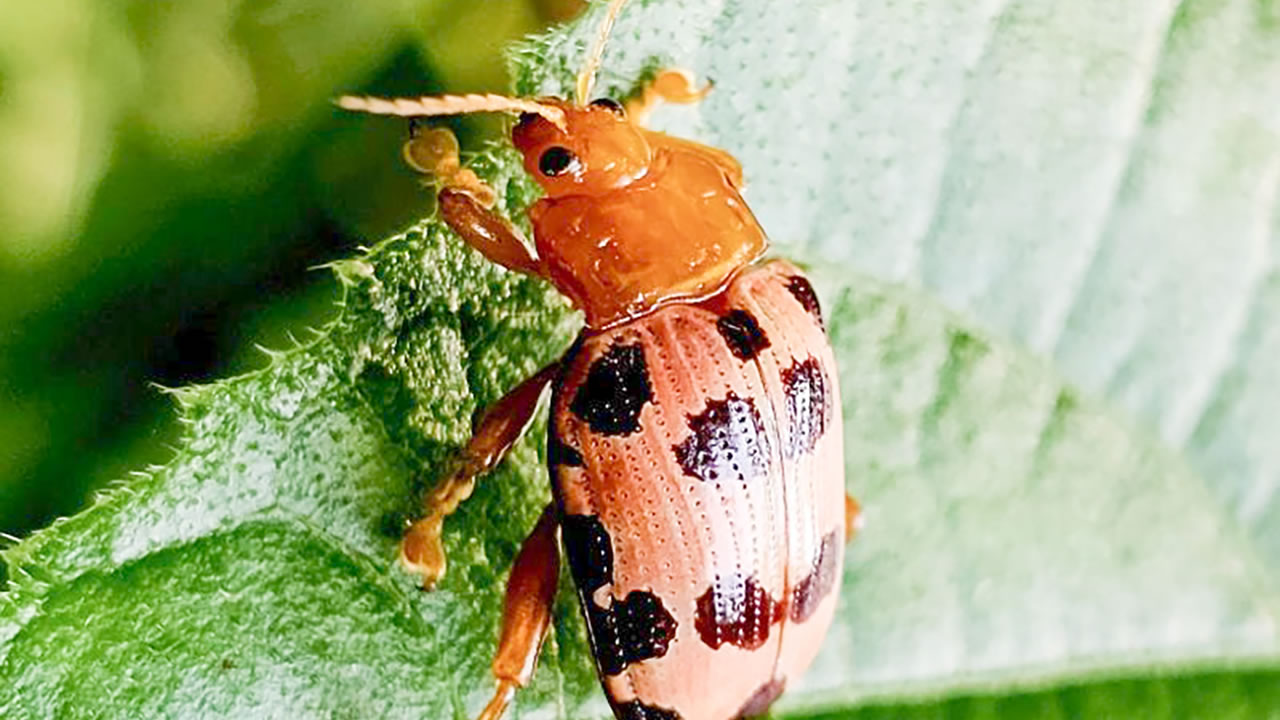 Le Hog Plum Beetle s’attaque aux feuilles du prunier de Cythère, provoquant une défoliation rapide.
