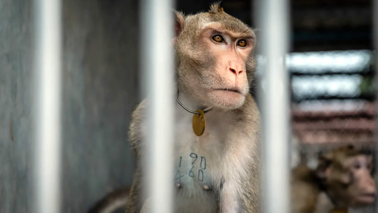 Enquête ouverte en Floride : Un singe de Bioculture Mauritius oublié dans une benne de biodéchets à Miami