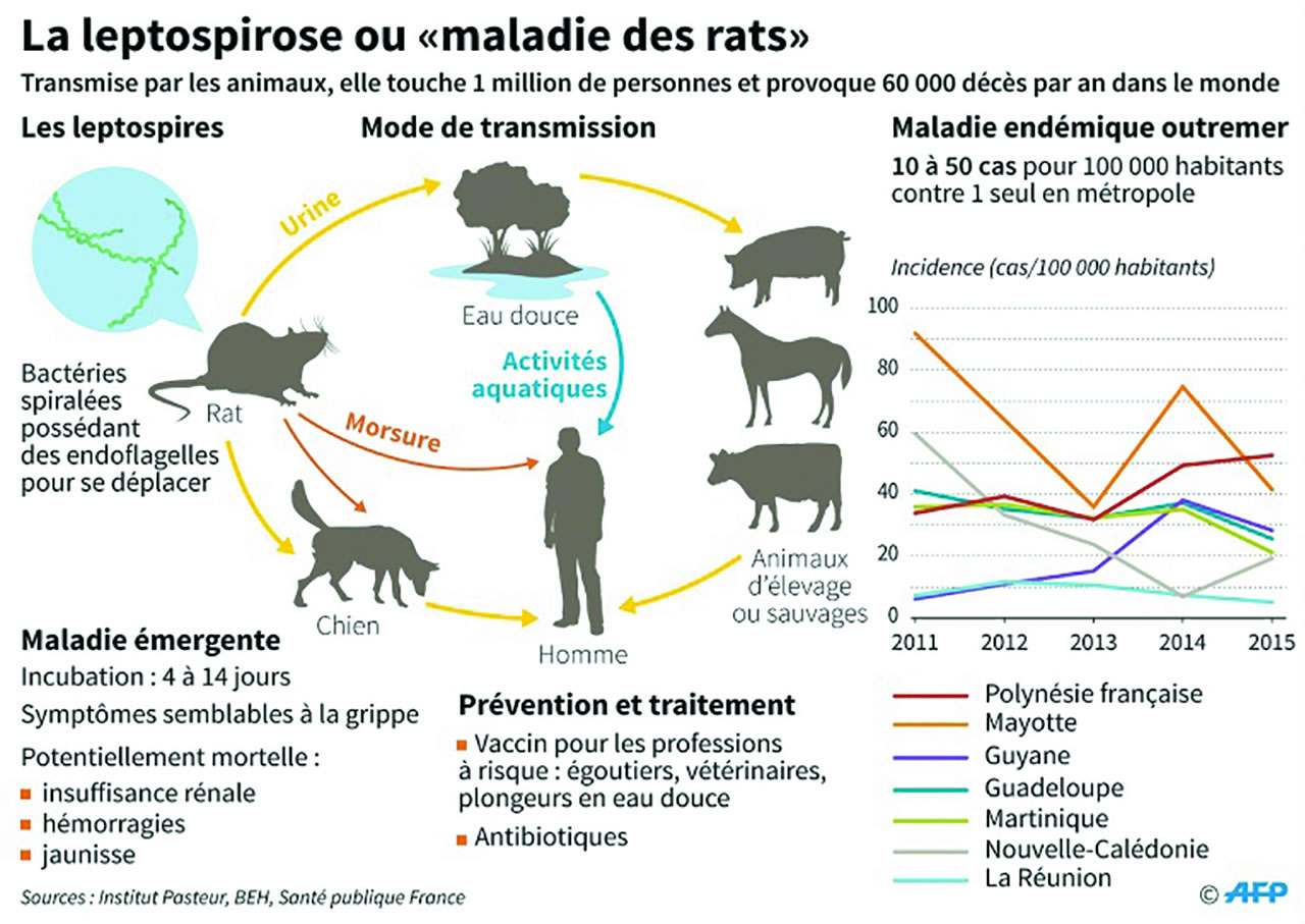 contamination Leptospirose