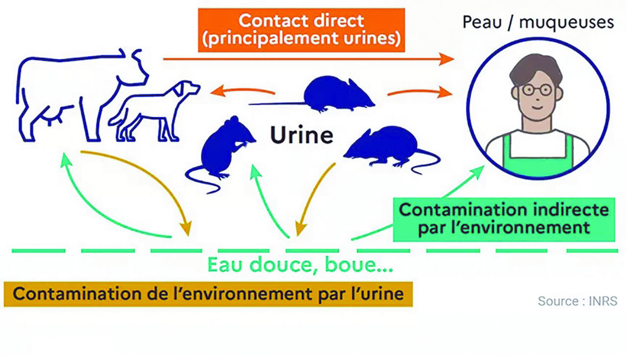 contamination Leptospirose