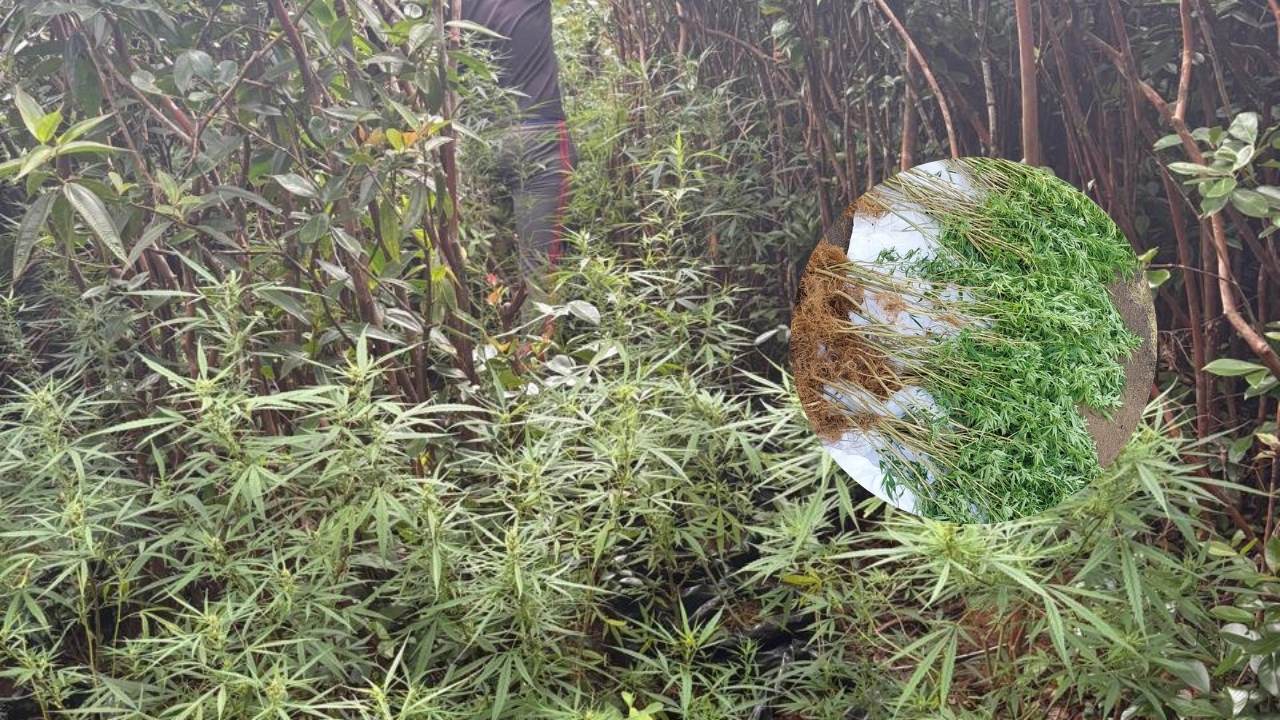 Bassin Blanc : 154 plants de cannabis d'une valeur de Rs 770 000 déracinés