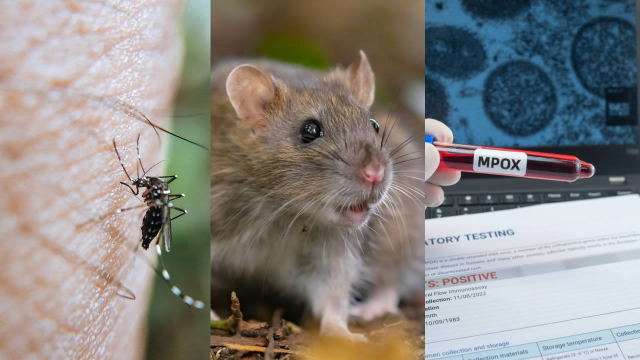 Chikungunya, leptospirose et mpox