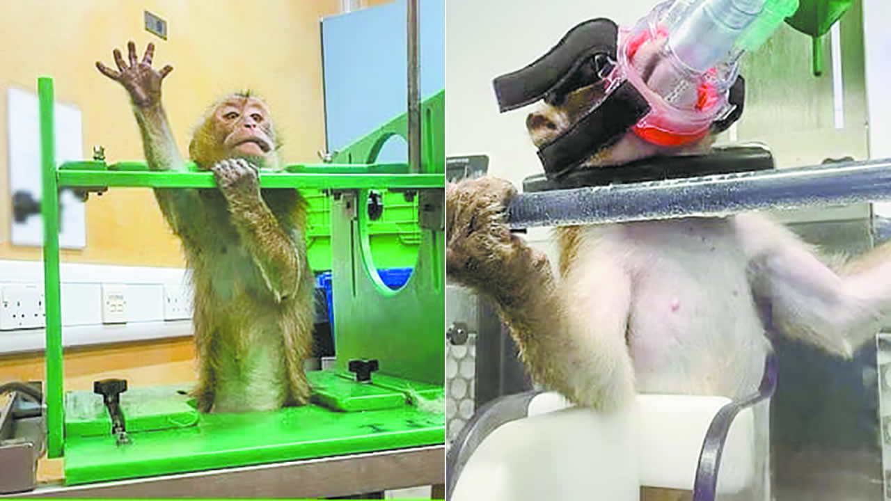 macaques
