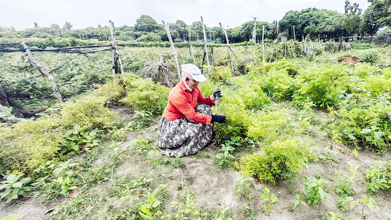 Le rapport recommande de soutenir la production agricole locale dans les segments où la capacité existe.