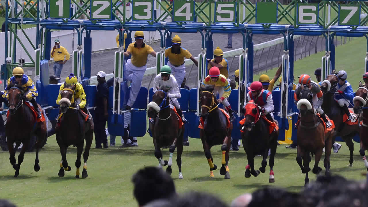 Course de chevaux
