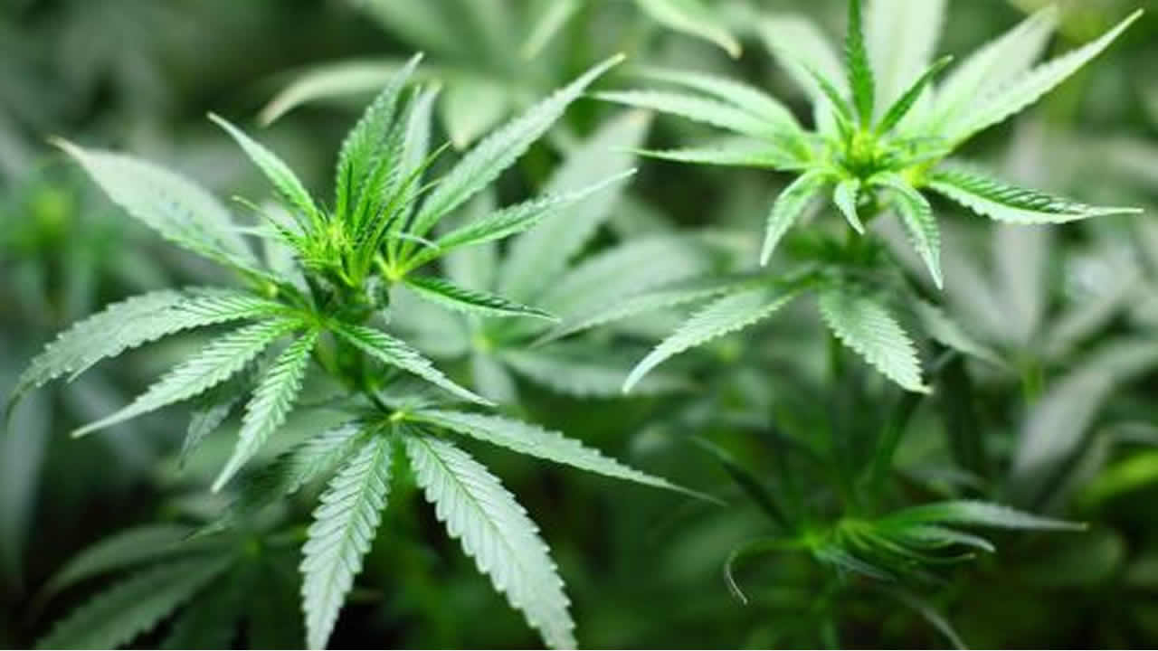 Cannabis