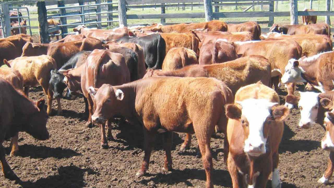 Boeufs