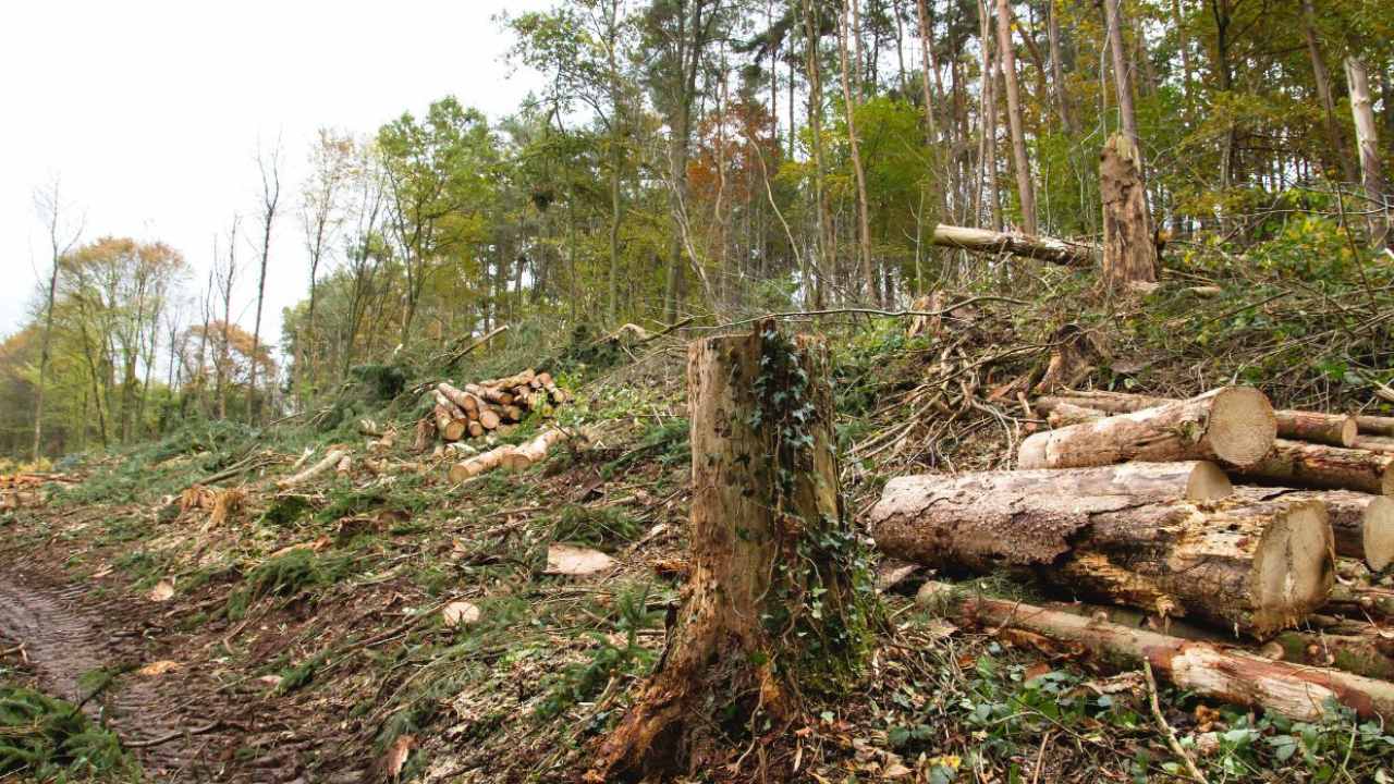Foret