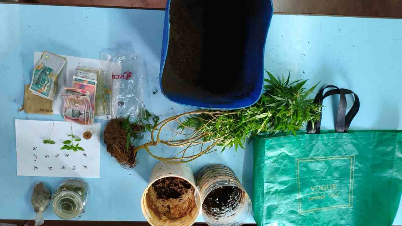 cannabis