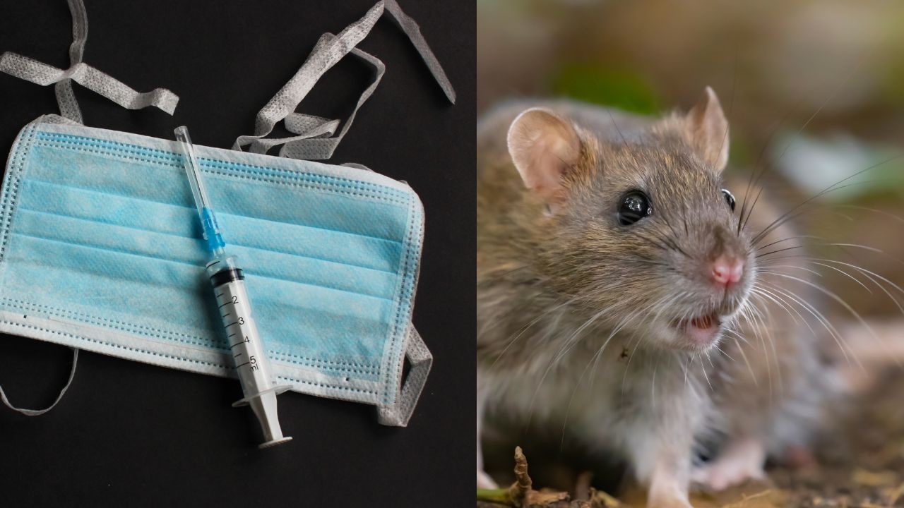 Hantavirus