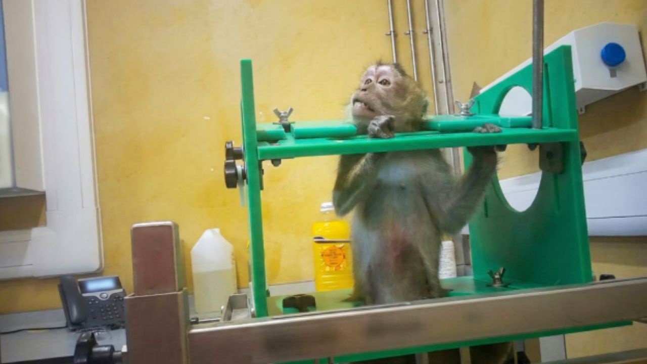 macaques-150526
