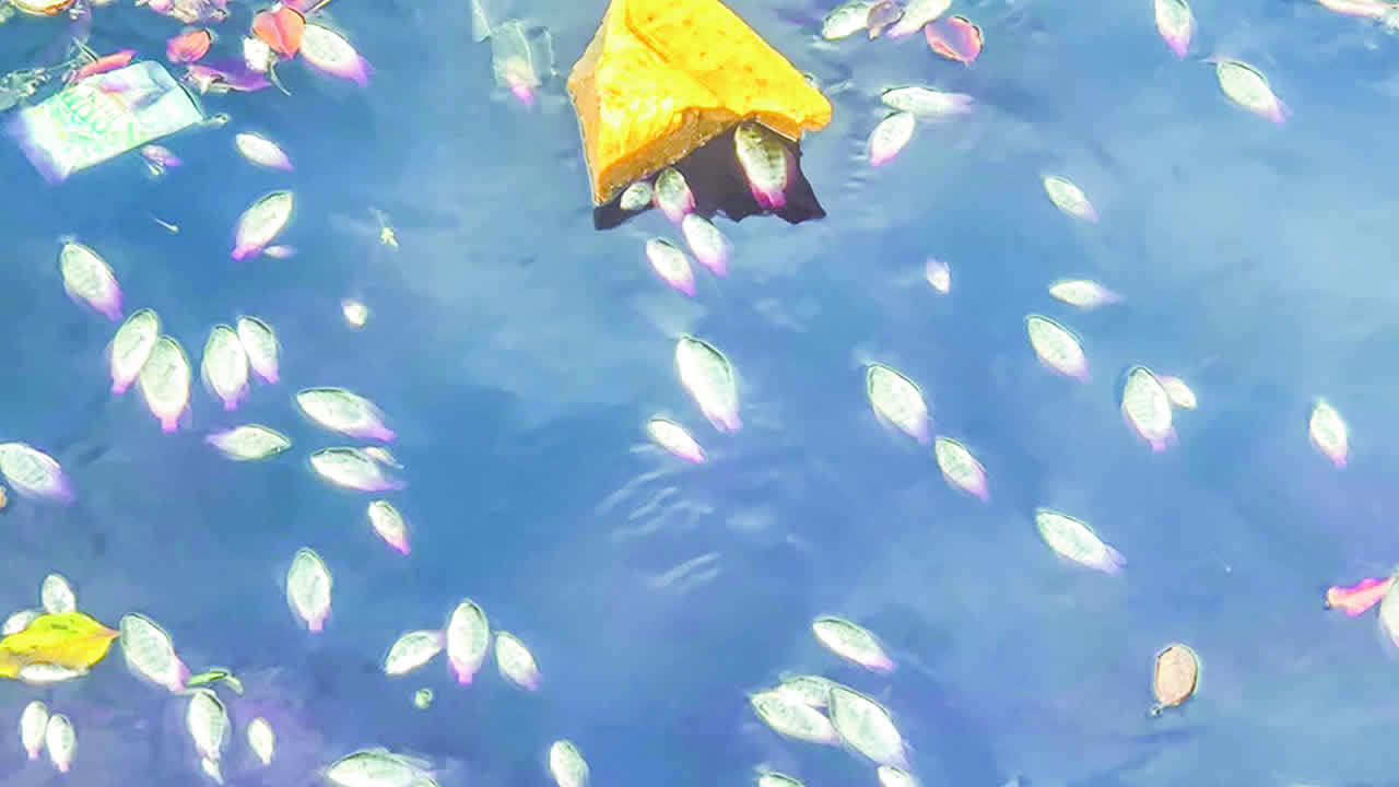 poisson