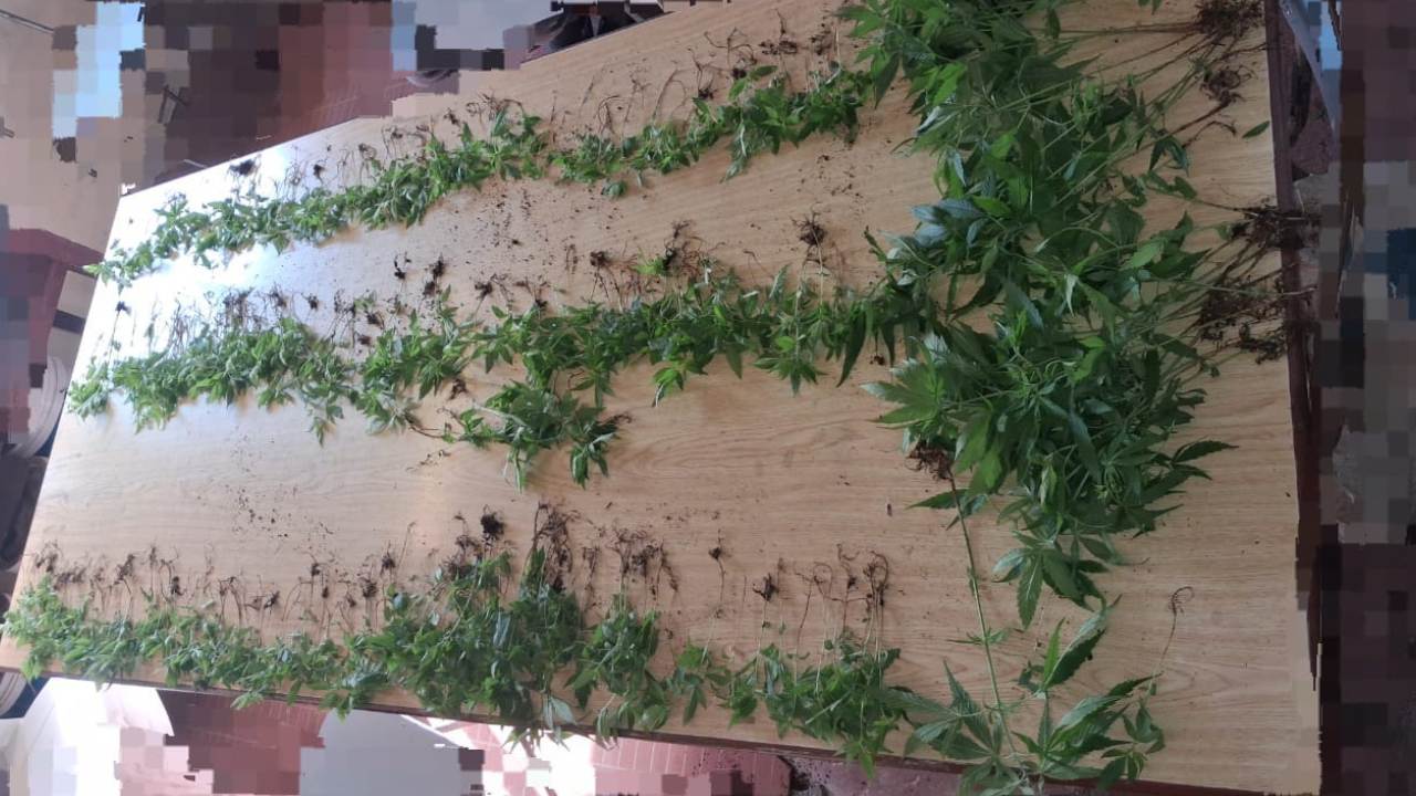 Flacq : Rs 3,4 millions de cannabis saisis à Camp-Marcelin