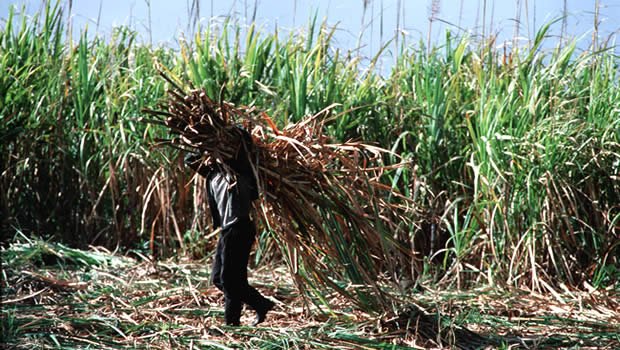 Prévision  Vers une production de 225 000 tonnes de sucre cette année