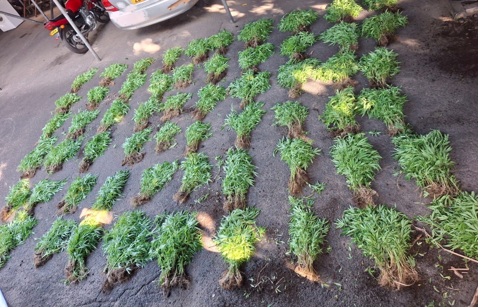 Nord du pays : des plants de cannabis d’une valeur de Rs 15 millions déracinés