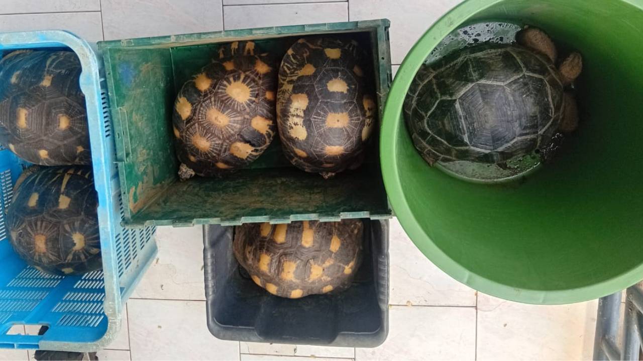 Gros-Cailloux : six tortues d'une valeur de Rs 320 000 volées
