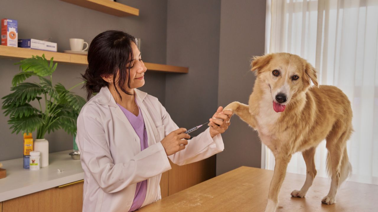 Veterinaire