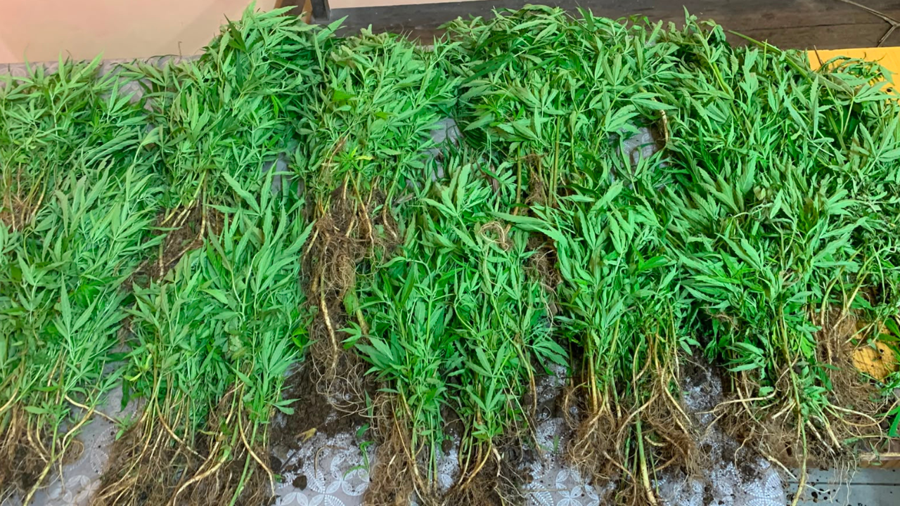 Petite-Retraite : 570 plants de cannabis déracinés, une valeur estimée à Rs 3,5 millions