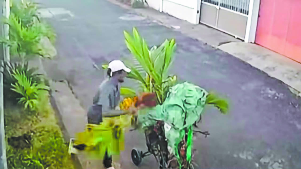 plant