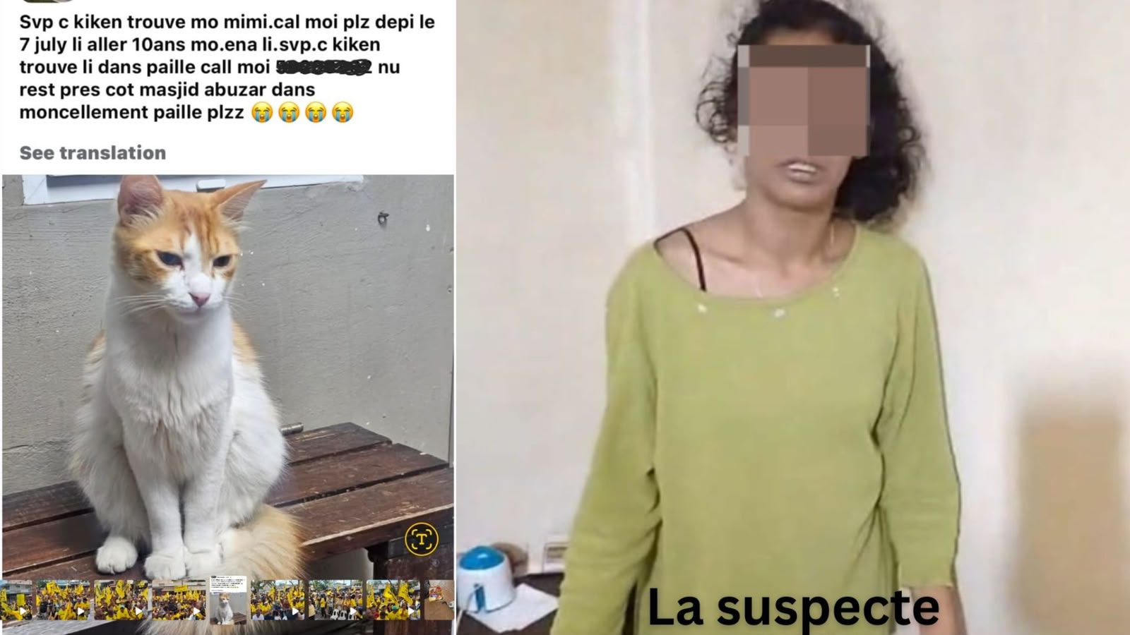 Animaux disparus : une prétendue sauveteuse ciblerait les propriétaires
