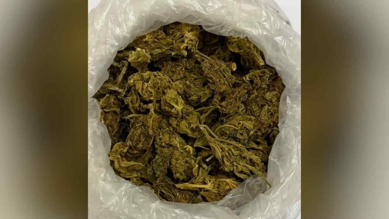 Cannabis 