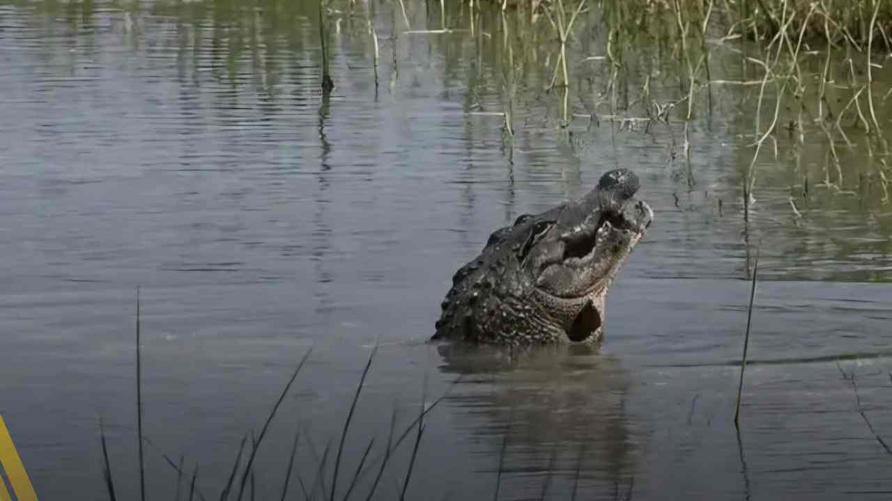 Crocodile
