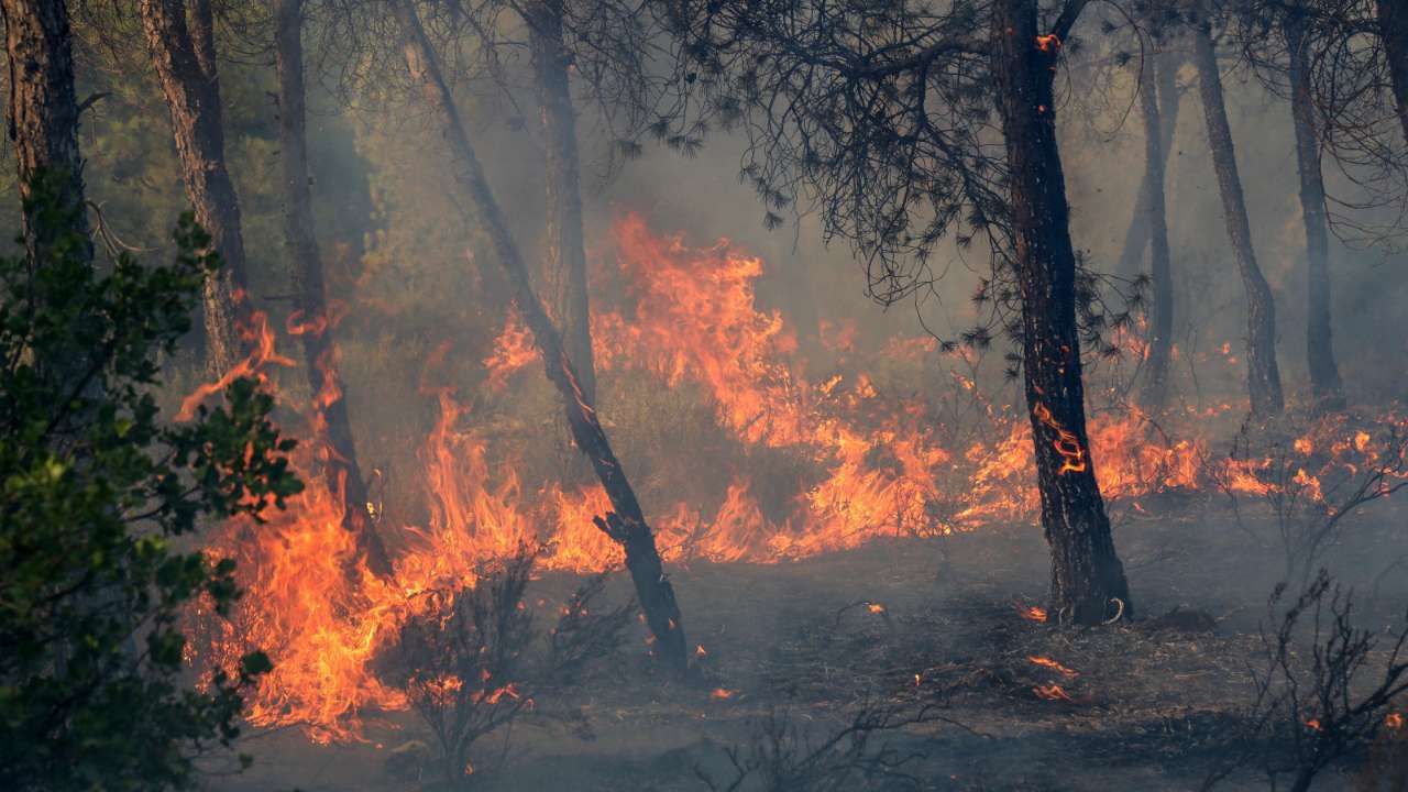 Incendies de forêt en Algérie : Six morts en moins de deux semaines