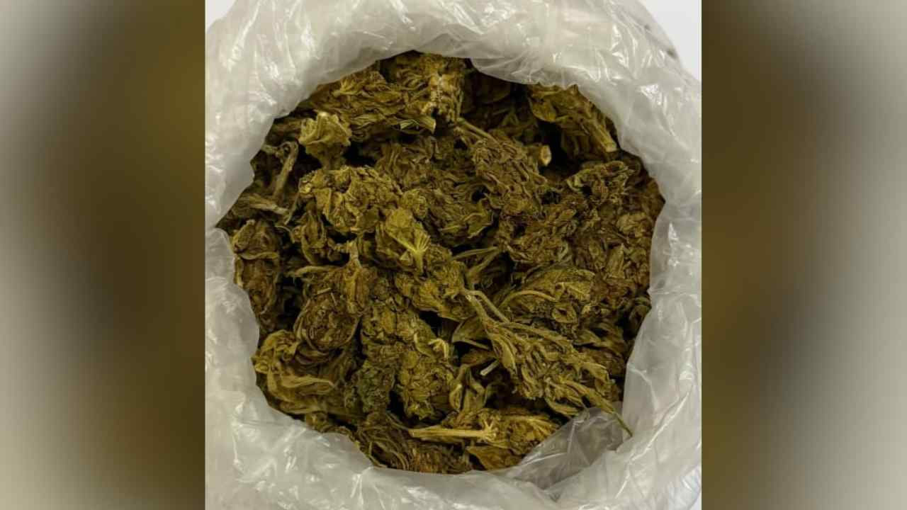 cannabis-070726