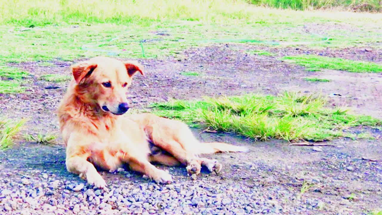 Chiens errants à Maurice.