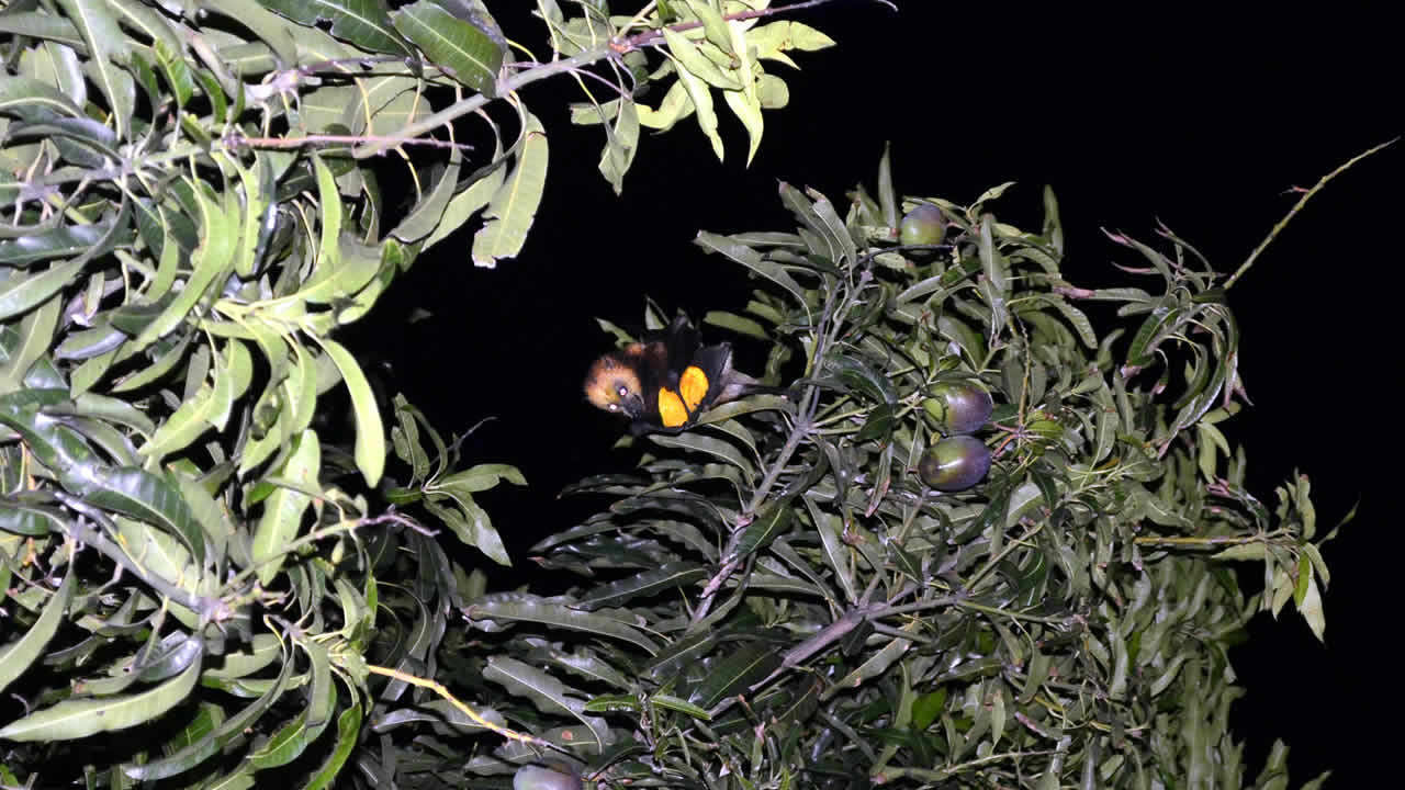 Le scientifique, Dr Vikash Tatayah, soutient qu’il faut installer des filets afin de protéger les fruits.